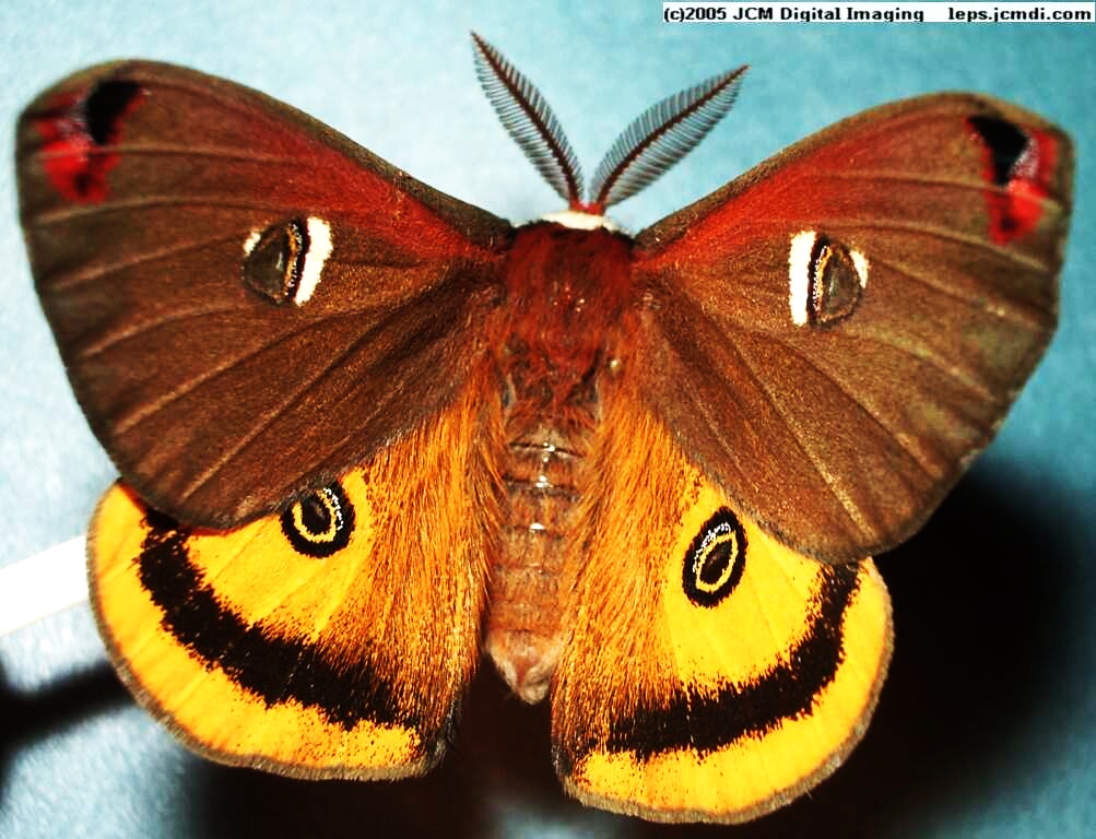 Saturnia mendocino � freshly emerged male